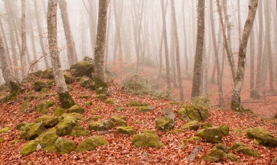 Bonitos bosques de Barcelona y alrededores