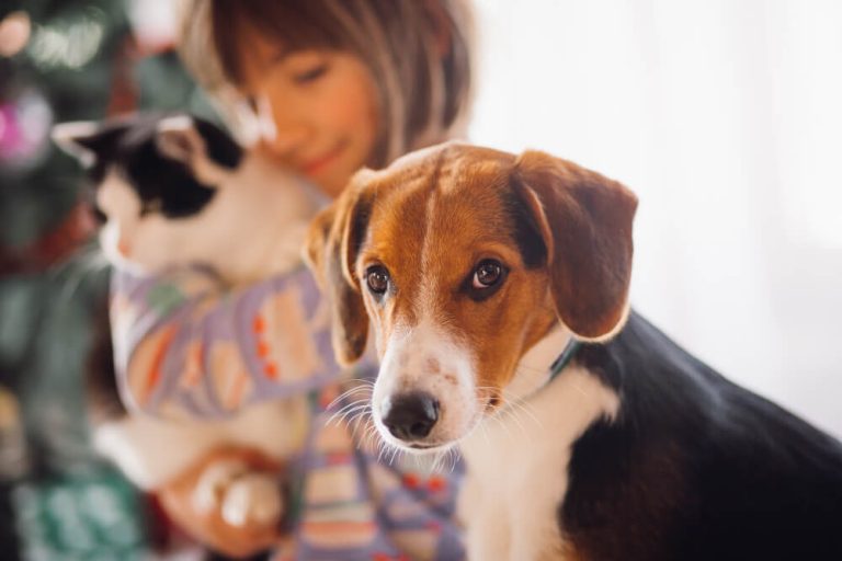 Restaurantes en el Montseny para ir con perros